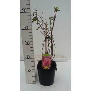 Chaenomeles x superba Pink Trail