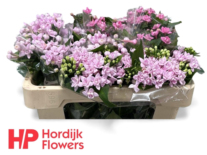 <h4>BOU DU GEM IN FUST</h4>