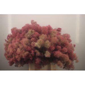 Cotinus C Young Lady De