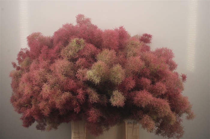 <h4>Cotinus C Young Lady De</h4>