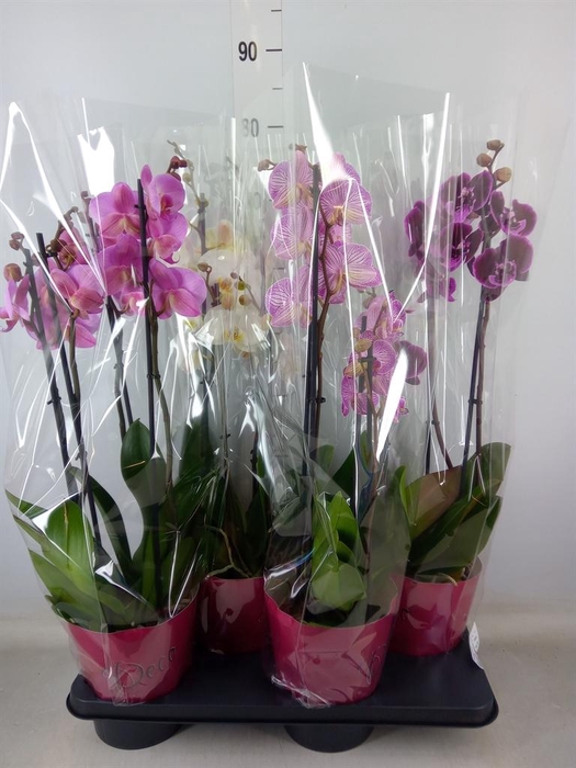 <h4>Phalaenopsis   ...mix</h4>