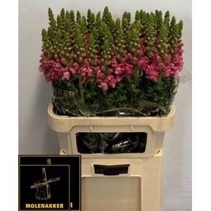 <h4>ANTIR AVIGNON C ROSE</h4>