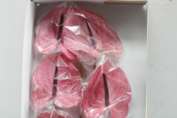 <h4>Anth A Candy X 16</h4>