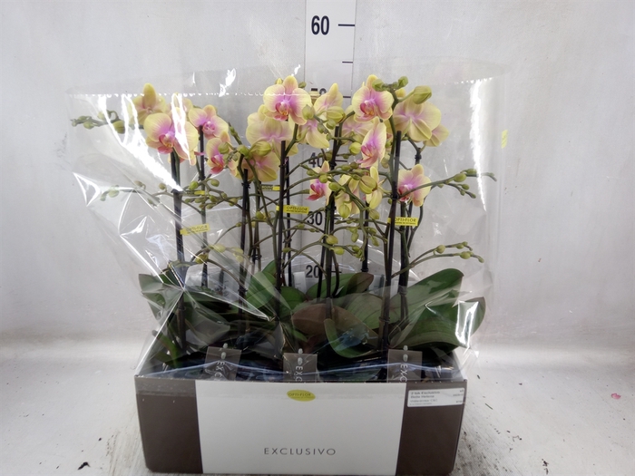 <h4>Phalaenopsis multi.   ...yellow</h4>