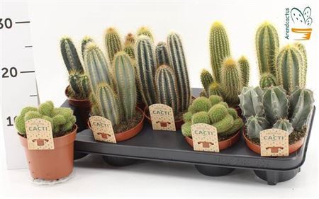 <h4>Cactus Gem</h4>