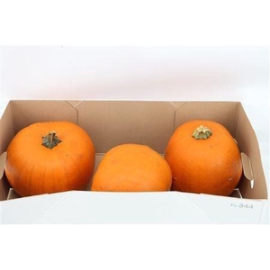 CUCURBITA PEPO