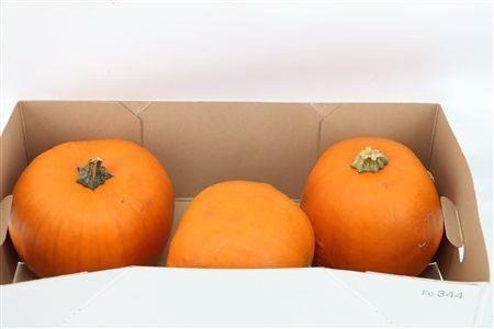 <h4>CUCURBITA PEPO</h4>