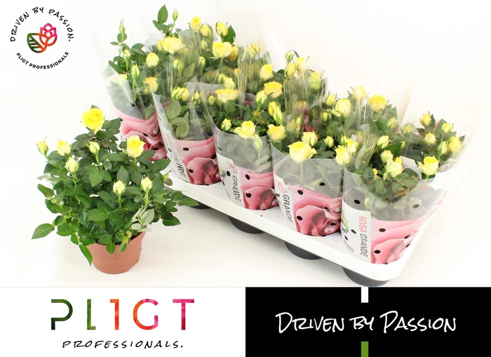 <h4>RO SUNFLARE KORDANA</h4>