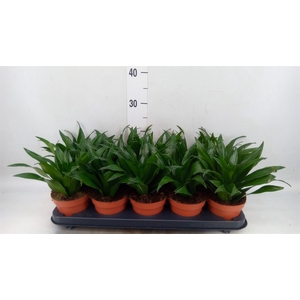 Dracaena frag. 'Compacta'