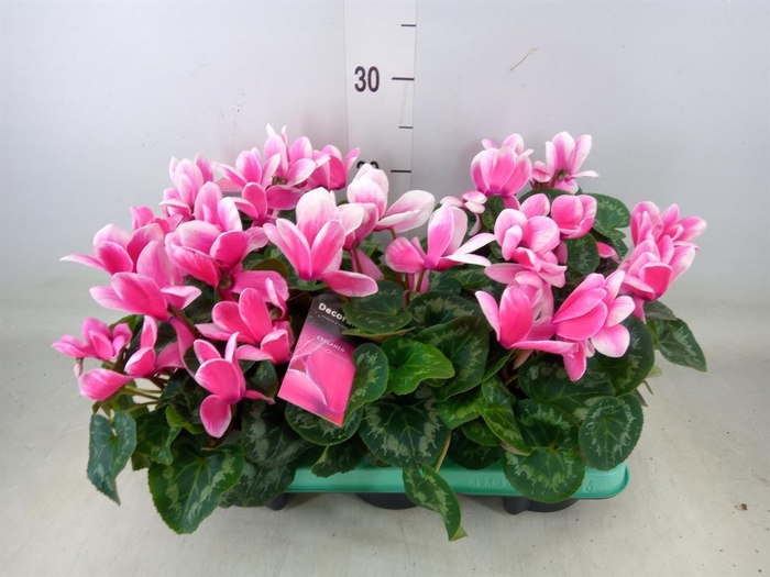 <h4>Cyclamen GR 'Lovely Moments'</h4>