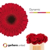 Ge Gr Dynamic