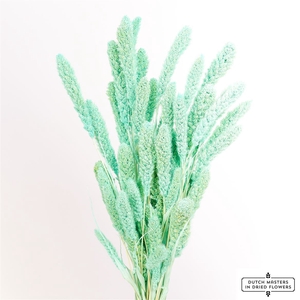 Dried Setaria Bl Aqua Blue Bunch