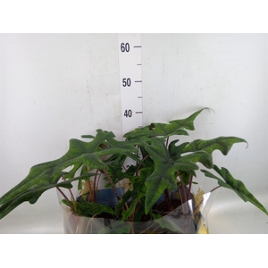Alocasia   ...