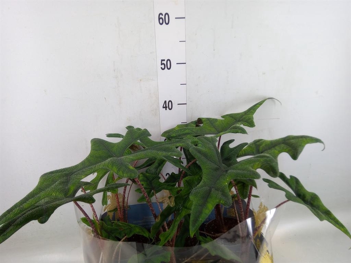 <h4>Alocasia   ...</h4>