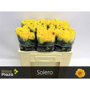 R Gr Solero