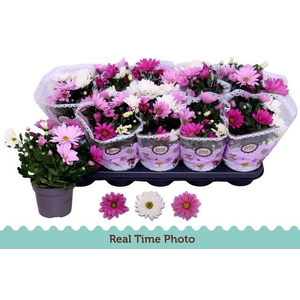 CHRYS CARNAVAL LOVE MIX P12