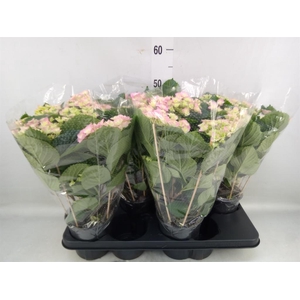 Hydrangea mac. 'Hovaria'