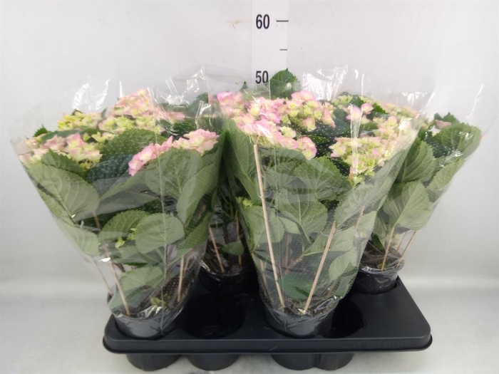 <h4>Hydrangea mac. 'Hovaria'</h4>