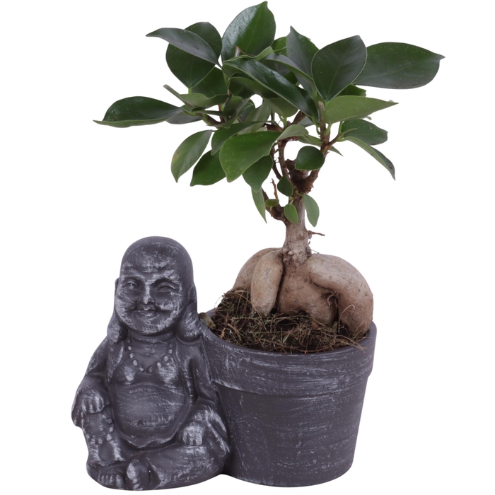 <h4>Ficus m. Ginseng Ongeënt Ø06cm in Ceramic Sitting Buddha Ø13cm</h4>