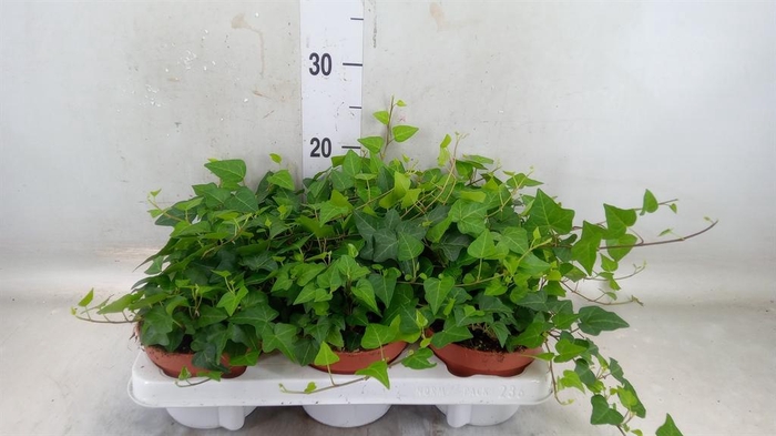 <h4>Hedera helix 'Anna'</h4>