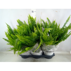 Nephrolepis exal. 'Sonata'