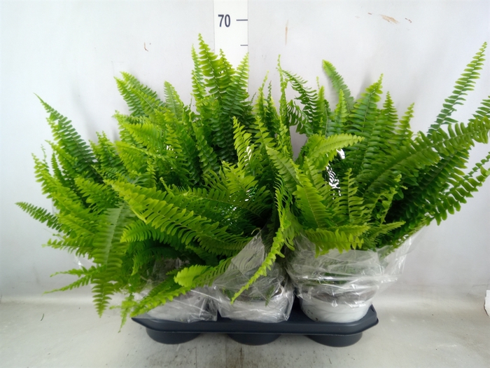 Nephrolepis exal. 'Sonata'