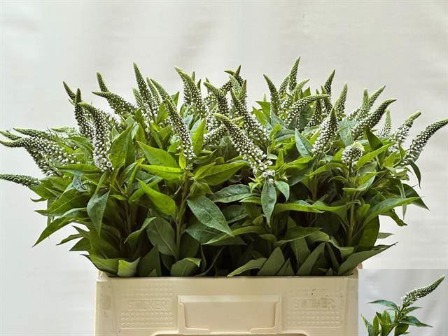 <h4>LYSIM CLETHROIDES</h4>