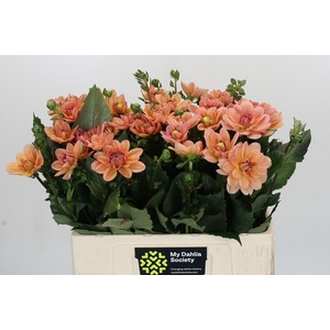 Dahlia Yvonne Geerlings