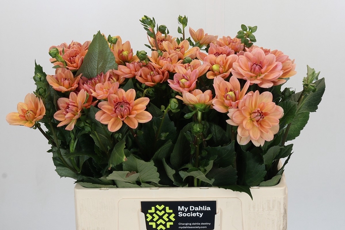 Dahlia Yvonne Geerlings