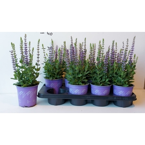 SALVIA NE OSTFRIESL