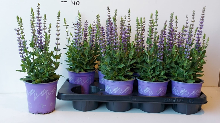 <h4>SALVIA NE OSTFRIESL</h4>