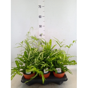 Pteris cretica 'Albolineata'