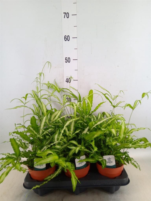 <h4>Pteris cretica 'Albolineata'</h4>