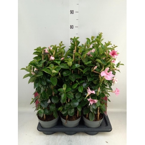 Mandevilla am. 'Sundav Flaming Pk'