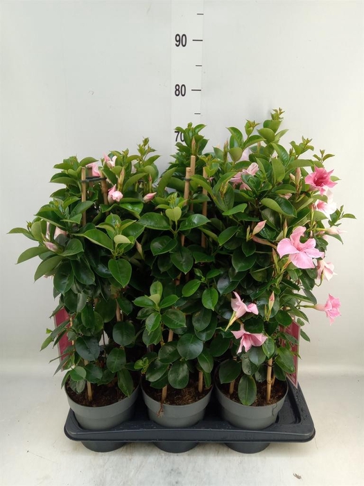 <h4>Mandevilla am. 'Sundav Flaming Pk'</h4>
