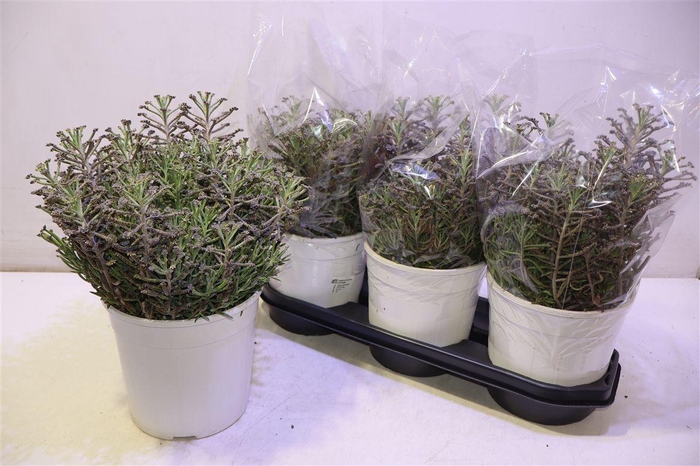 <h4>Kalanchoe Ov</h4>