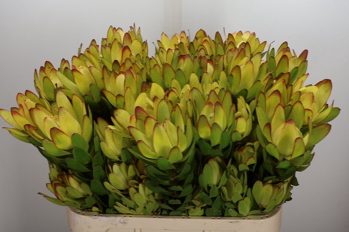 <h4>Leucadendron Goldstrike Spray</h4>