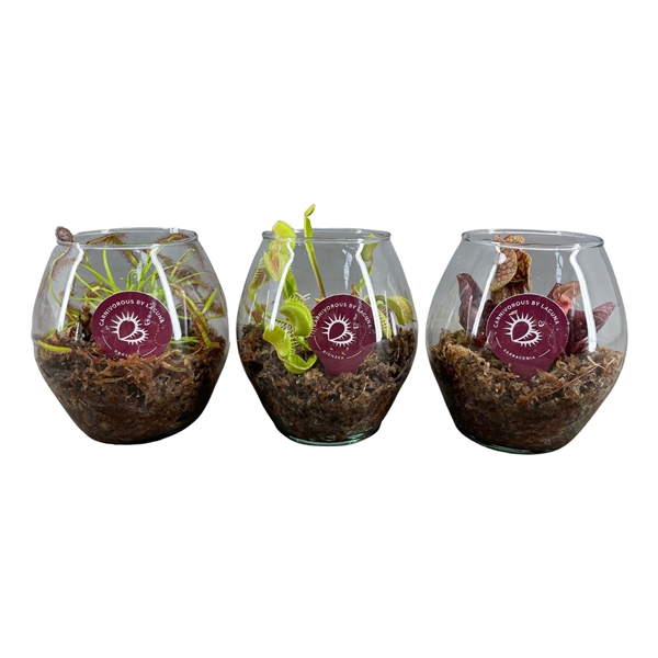 <h4>Vleesetende planten mix in globus glas met mos</h4>