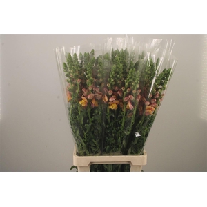 Antirrhinum It. Orange