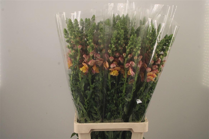<h4>Antirrhinum It. Orange</h4>
