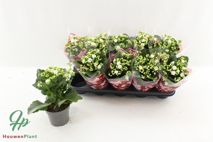 arr8 Kalan B Ge Perf Whit