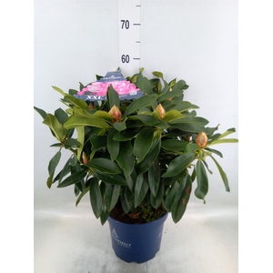 Rhododendron  'XXL Pink Tiger'