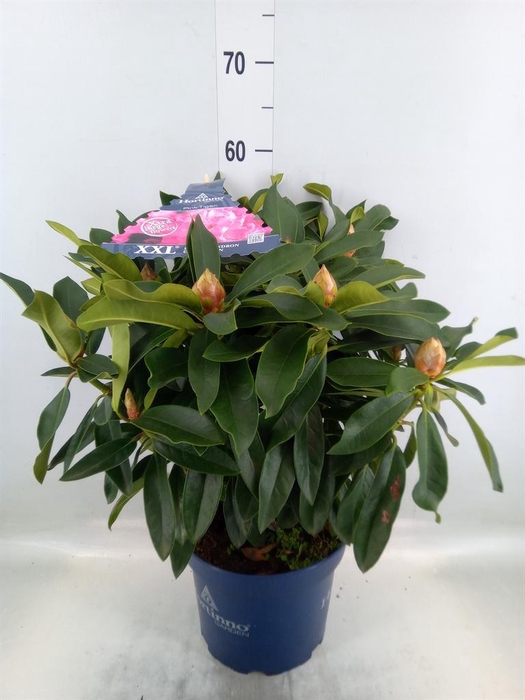 <h4>Rhododendron  'XXL Pink Tiger'</h4>