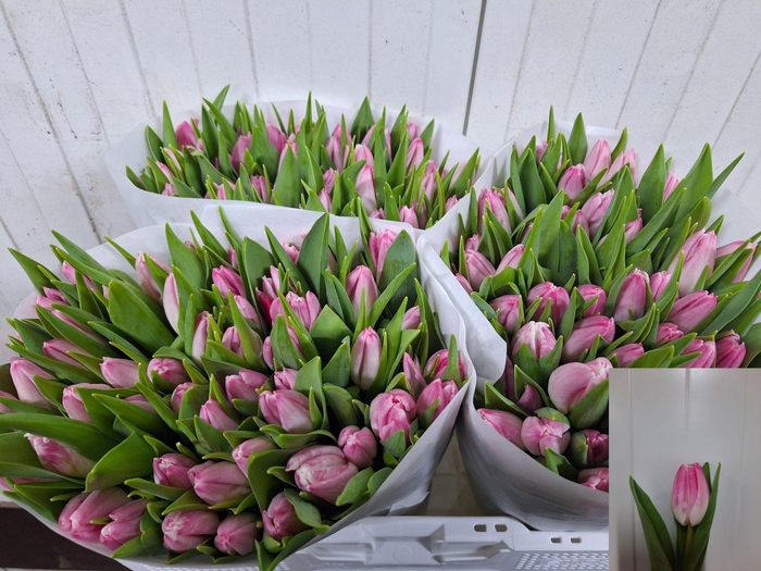 <h4>TU EN FIRST CLASS</h4>