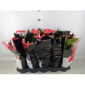 Anthurium andr. 'Querida'