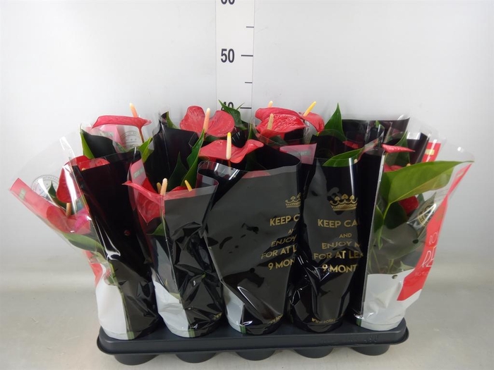 <h4>Anthurium andr. 'Querida'</h4>