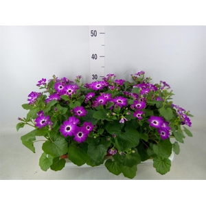 Pericallis cr. 'Mandala Rose Charm'