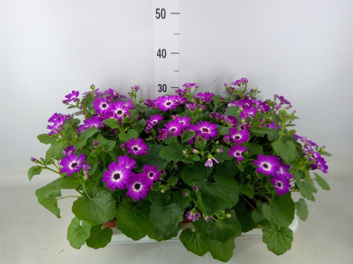 <h4>Pericallis cr. 'Mandala Rose Charm'</h4>
