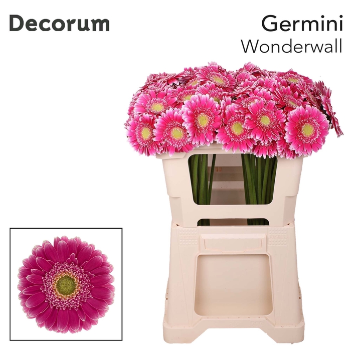 <h4>Germini Wonderwall Water x60</h4>