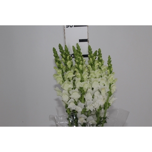 BOCA DE LEAO BRANCA 070 CM